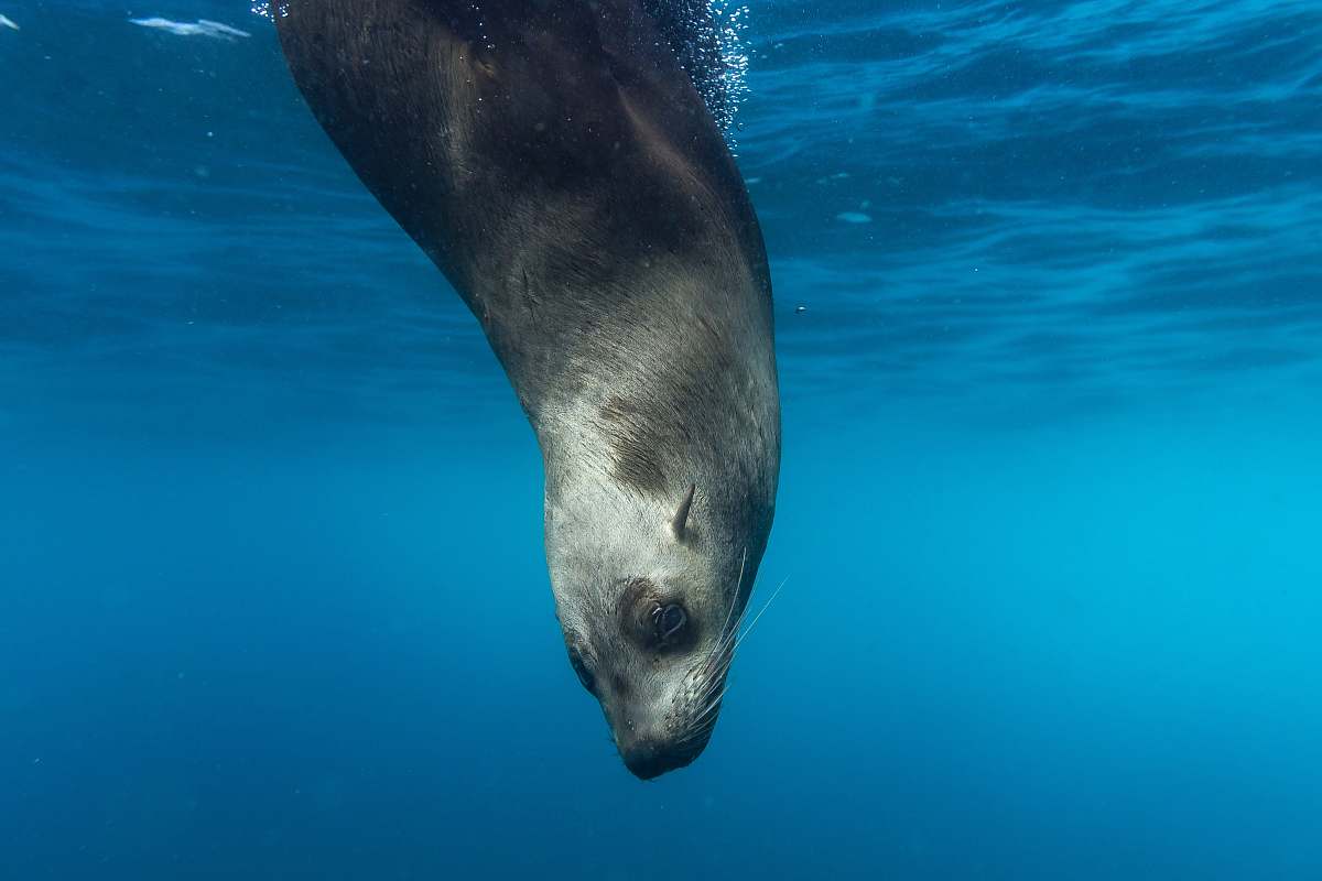 sea lion seal underwater mammal
